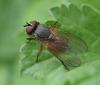 Fannia lustrator